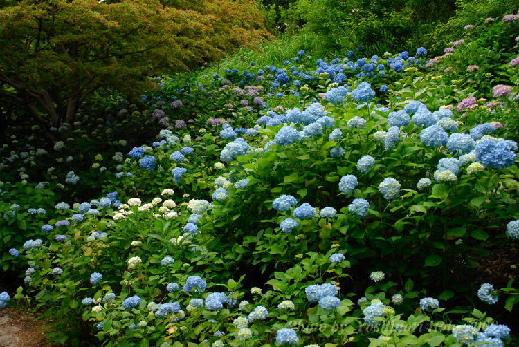 Hydrangea_001.jpg