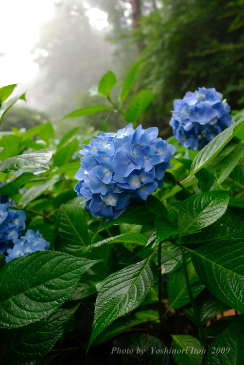 Hydrangea_002.jpg