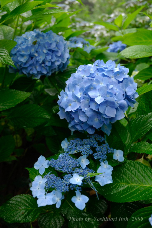 Hydrangea_003.jpg