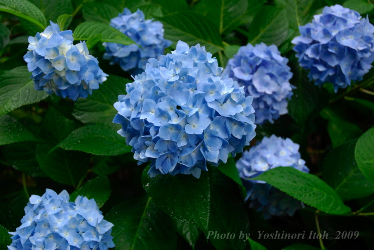 Hydrangea_004.jpg