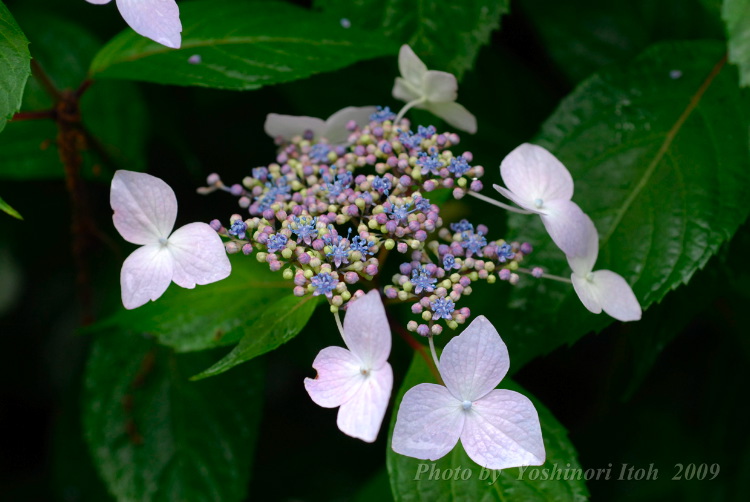 Hydrangea_005.jpg