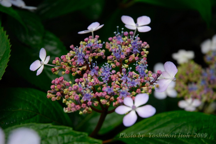 Hydrangea_006.jpg