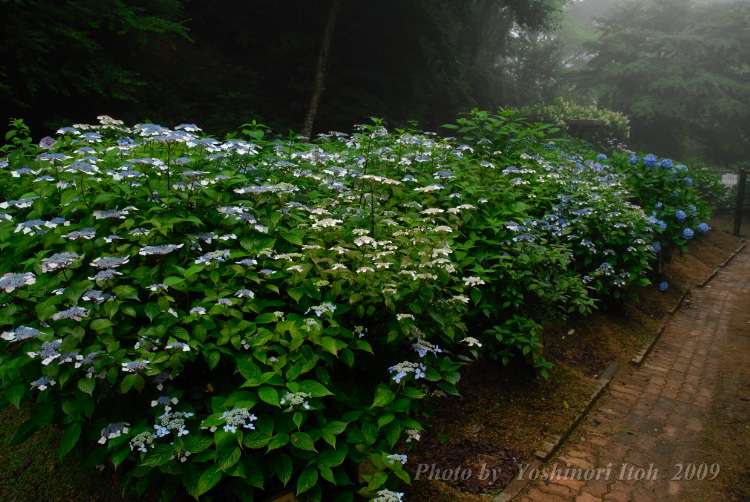 Hydrangea_007.jpg