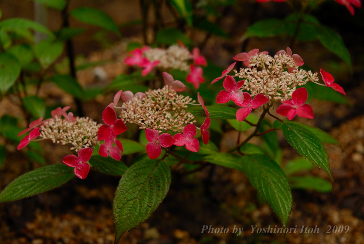 Hydrangea_009.jpg