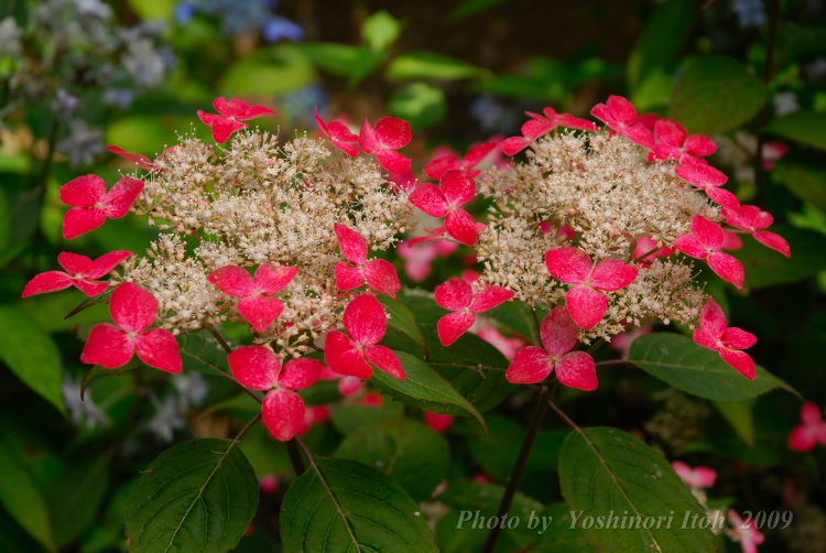 Hydrangea_010.jpg