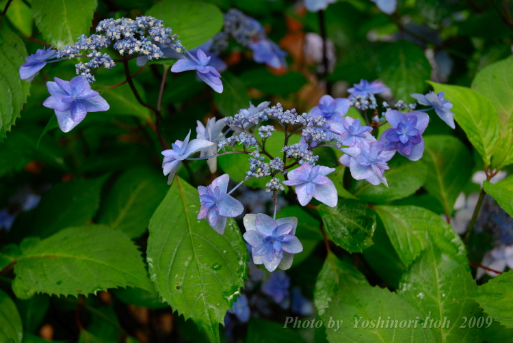 Hydrangea_011.jpg