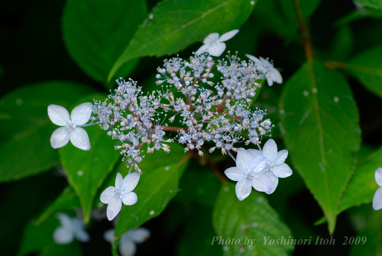 Hydrangea_012.jpg