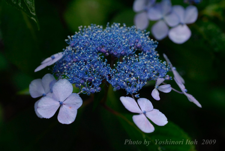 Hydrangea_013.jpg