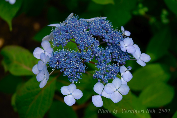 Hydrangea_014.jpg