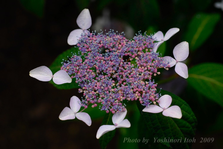 Hydrangea_015.jpg