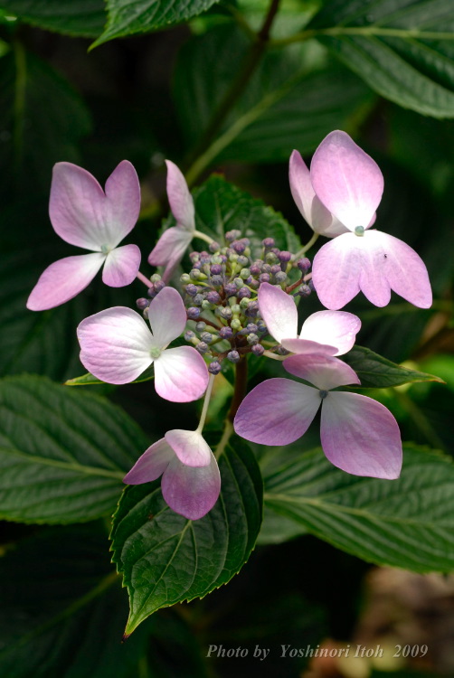 Hydrangea_016.jpg