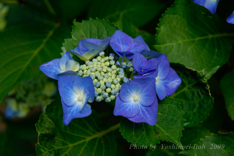 Hydrangea_017.jpg