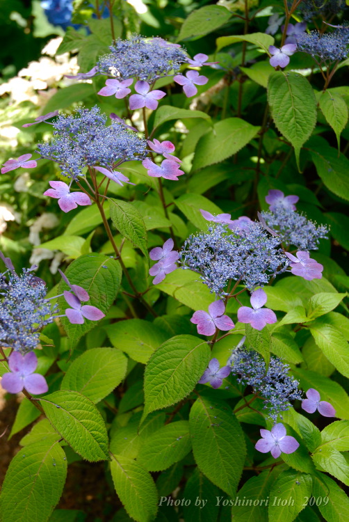 Hydrangea_018.jpg