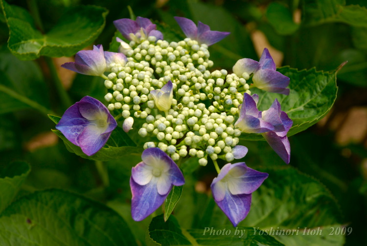 Hydrangea_019.jpg