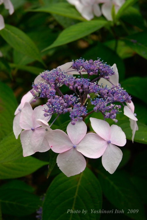 Hydrangea_020.jpg