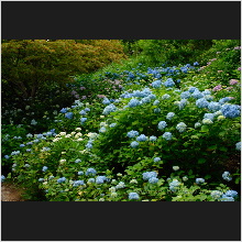 Hydrangea_001.jpg