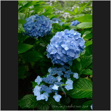 Hydrangea_003.jpg