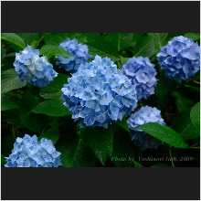 Hydrangea_004.jpg