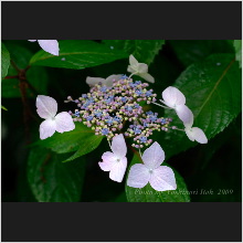 Hydrangea_005.jpg