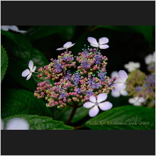 Hydrangea_006.jpg