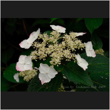 Hydrangea_008.jpg