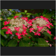 Hydrangea_010.jpg