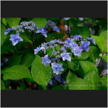 Hydrangea_011.jpg