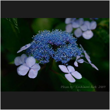 Hydrangea_013.jpg