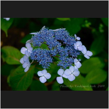 Hydrangea_014.jpg