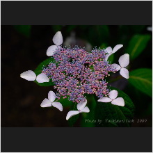 Hydrangea_015.jpg