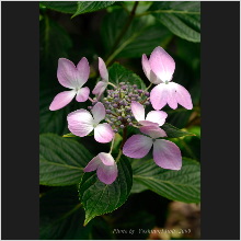 Hydrangea_016.jpg