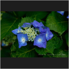 Hydrangea_017.jpg