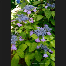 Hydrangea_018.jpg