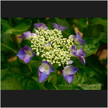 Hydrangea_019.jpg