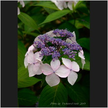 Hydrangea_020.jpg