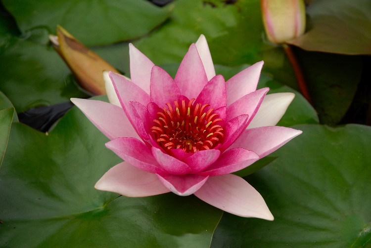 WaterLily_01.JPG