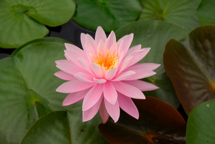 WaterLily_02.JPG