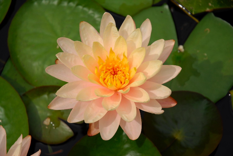 WaterLily_03.JPG