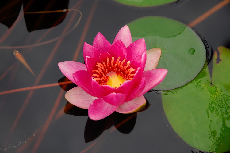 WaterLily_04.JPG