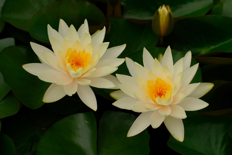 WaterLily_05.JPG