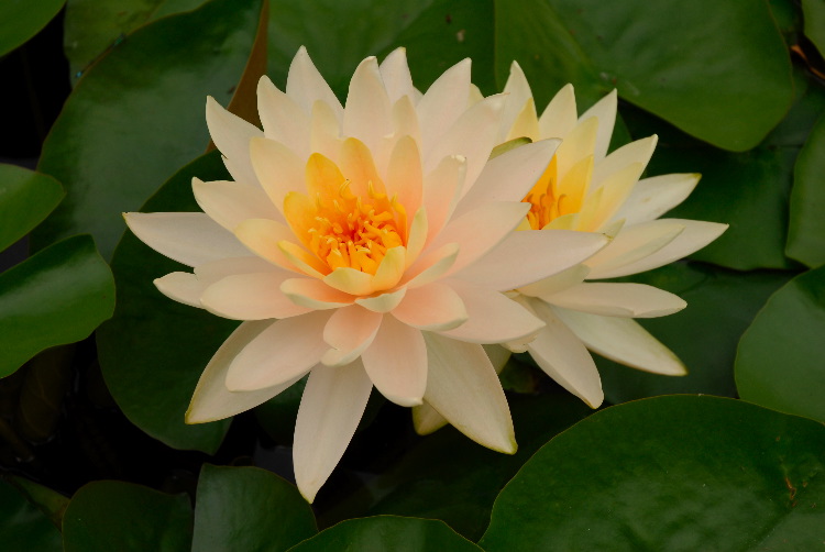 WaterLily_06.JPG