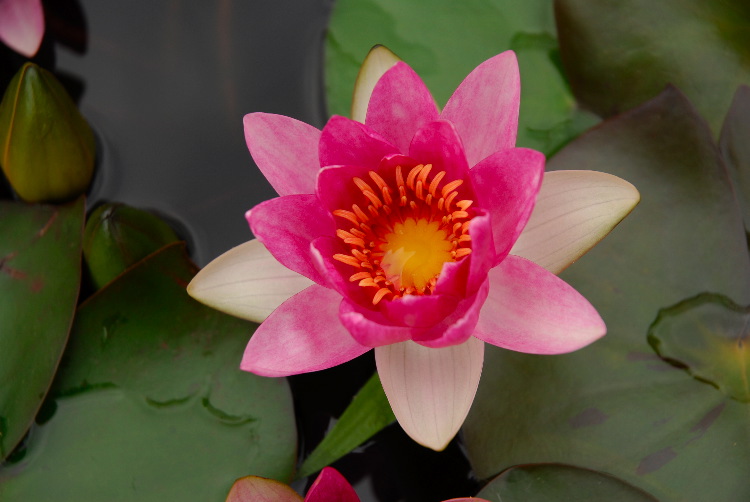 WaterLily_07.JPG