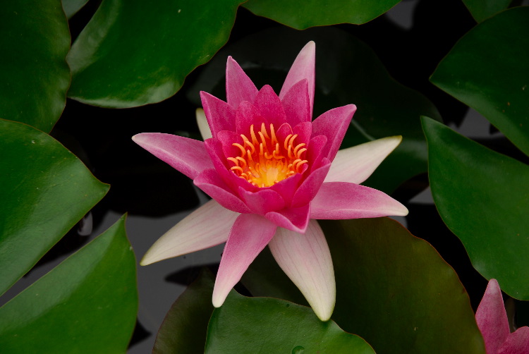 WaterLily_08.JPG