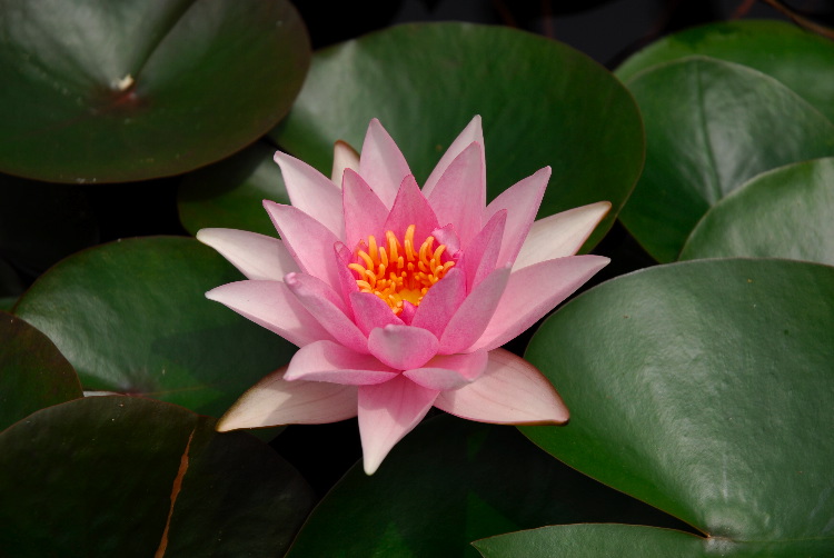 WaterLily_09.JPG