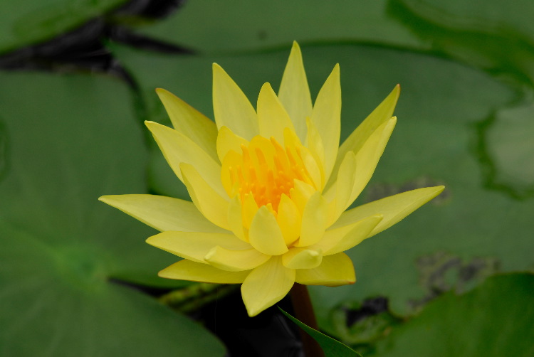 WaterLily_10.JPG