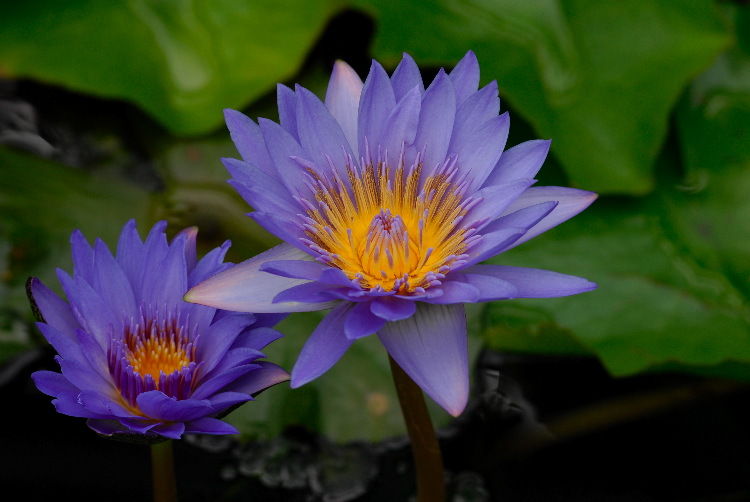 WaterLily_11.JPG