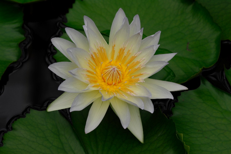 WaterLily_12.JPG