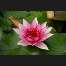 WaterLily_01.JPG