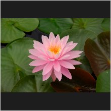 WaterLily_02.JPG