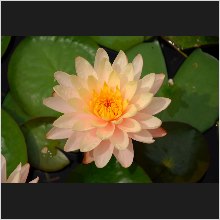 WaterLily_03.JPG